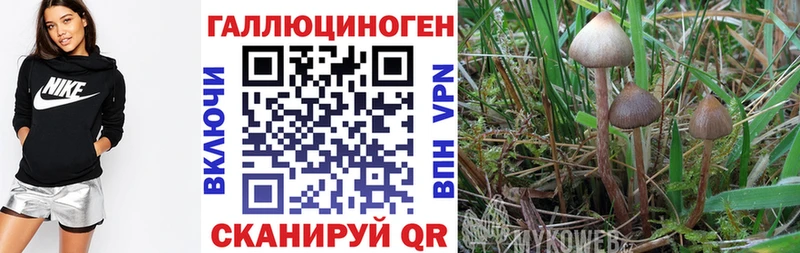 Псилоцибиновые грибы Psilocybe  Невинномысск 